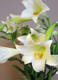 Easter Lilies