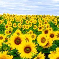 Sunflowers